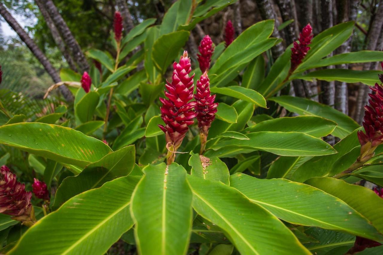Diroma Fiori Lägenhet Caldas Novas Exteriör bild